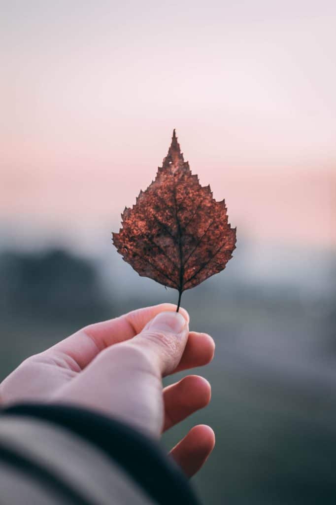 Regaining Trust NOW During Recovery: 10 Ways Addiction Fractures Relationships 1 hand holding a dry leaf